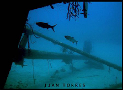 As I was coming out of the Hilma Hooker in Bonaire, I enc... by Juan Torres 